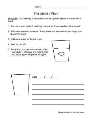 Fourth Grade Plants Worksheets - Have Fun Teaching
