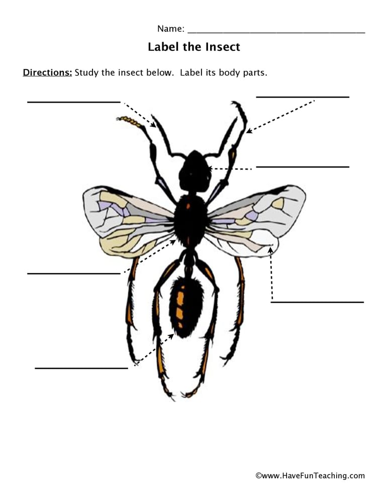 Winged Bug Body Parts Worksheet - Have Fun Teaching