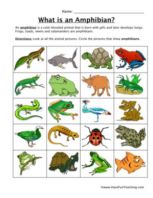 Amphibian Classification Worksheet