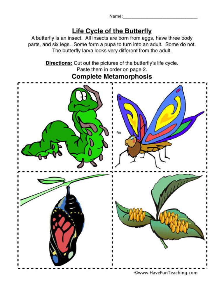 Butterfly Life Cycle Worksheet