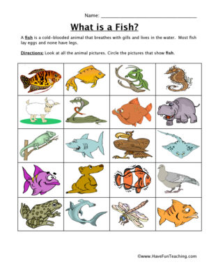 Fish Classification Worksheet