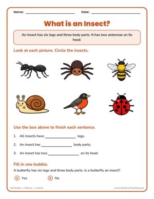 2nd Grade insect classification worksheet
