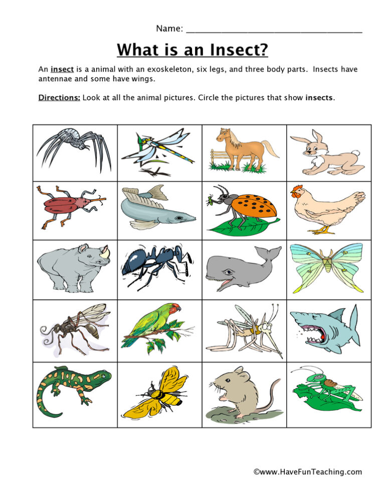 Insect Classification Worksheet