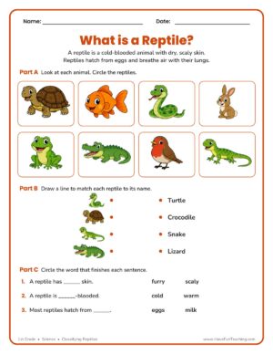 First grade reptile classification worksheet