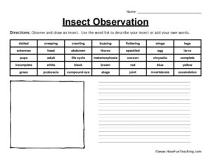 Insect Observation Worksheet