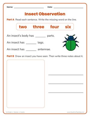 1st grade insect observation science worksheet