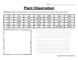 Plant Observation Worksheet