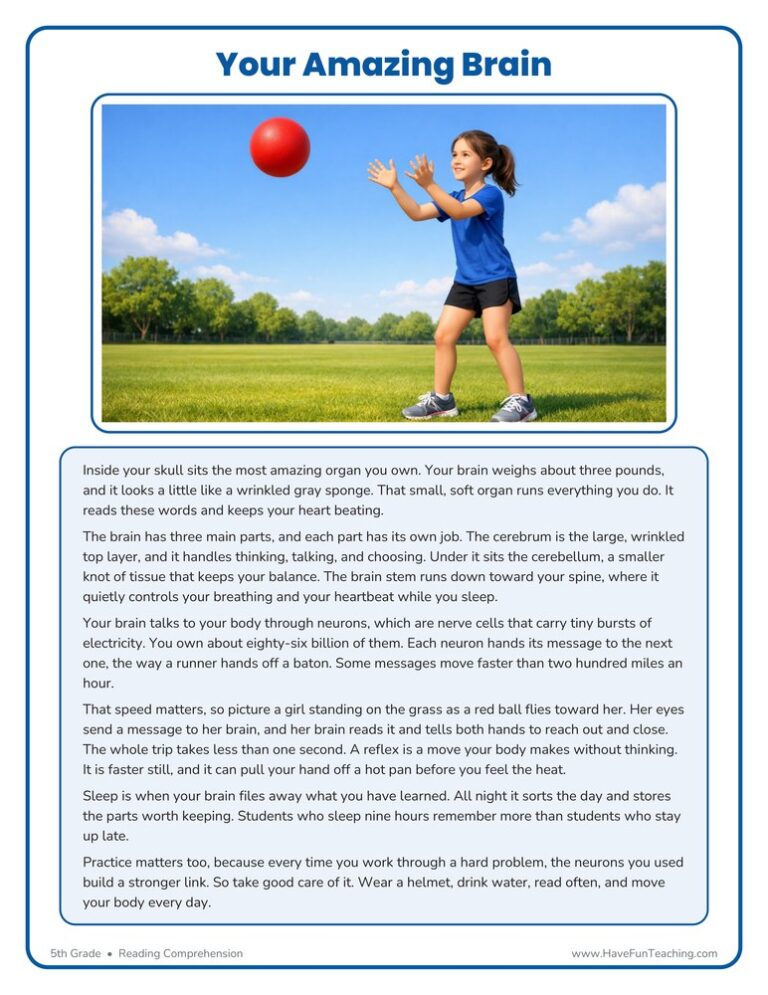 Your Amazing Brain Reading Comprehension Worksheet
