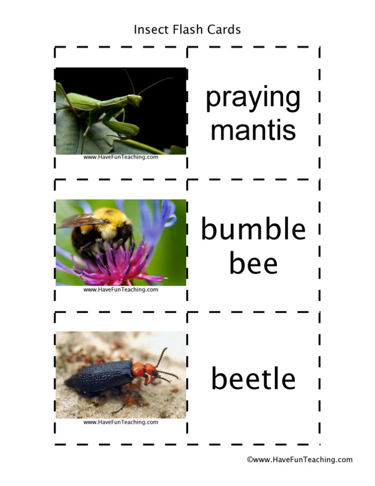 Insect Flash Cards