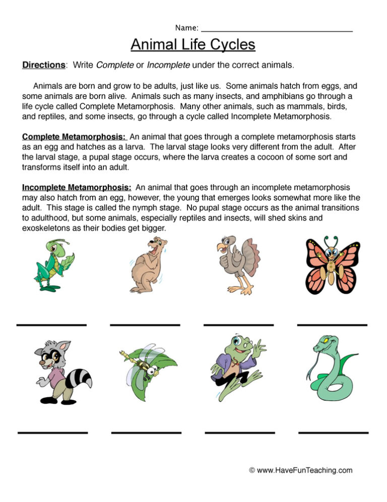 Animal Life Cycles Worksheet