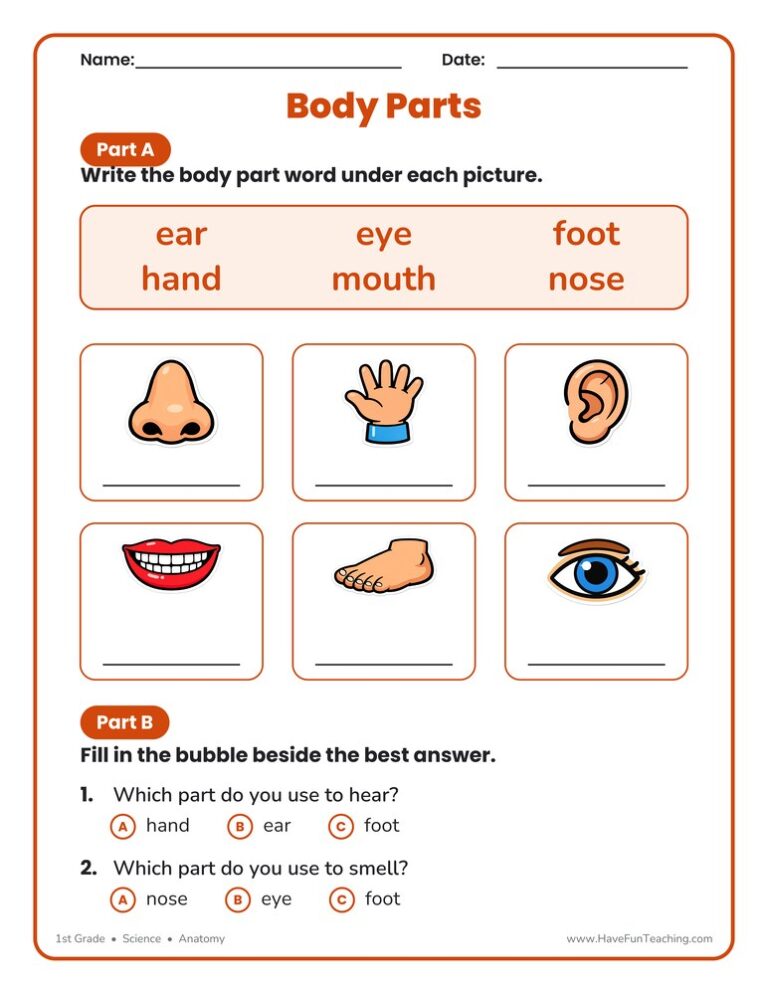 Body Parts Worksheet