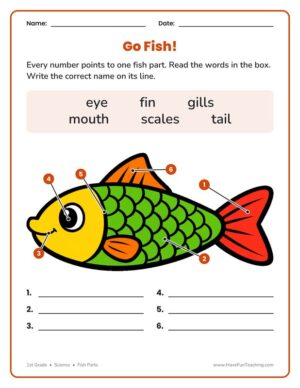 1st Grade basic fish parts labeling worksheet