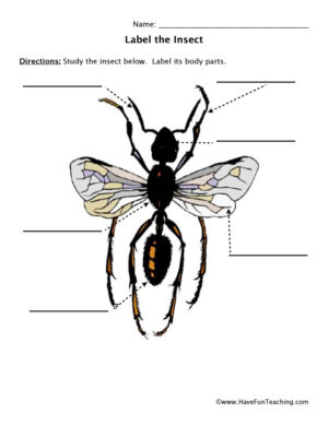 Winged Bug Body Parts Worksheet