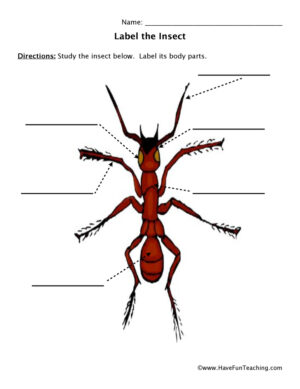 Ant Body Parts Worksheet