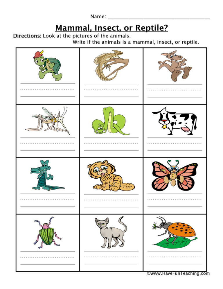 Mammal Insect Reptile Worksheet