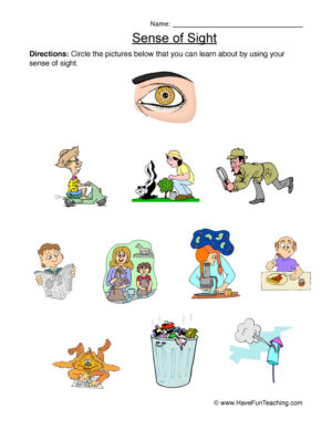 Senses Sight Worksheet