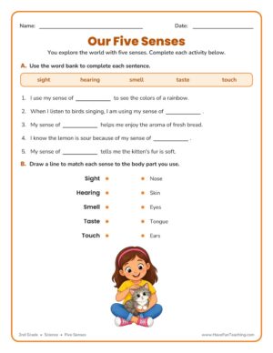 Our Five Senses fill in the blanks worksheet for 2nd grade science with a word bank and matching activity.