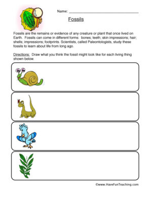 Drawing Fossils Worksheet