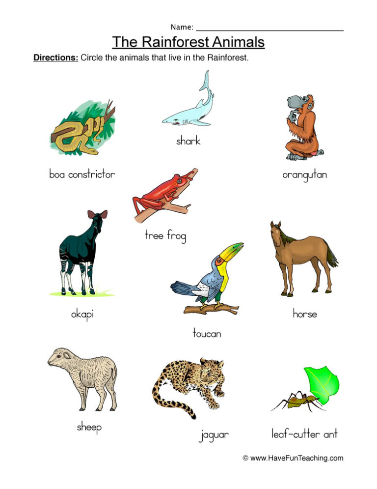 Rainforest Animals Worksheet