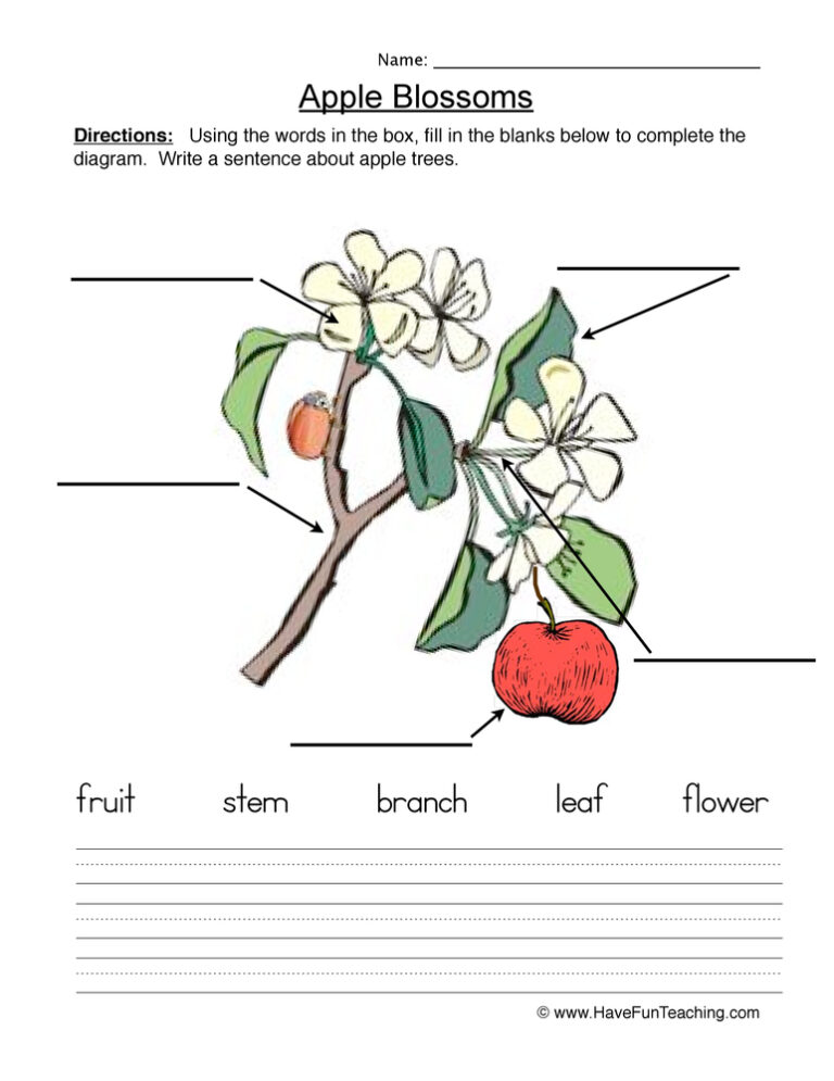 Seeds Plants Label a Plant Worksheet