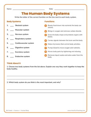 Human body systems worksheet for 5th grade matching each body system to its function