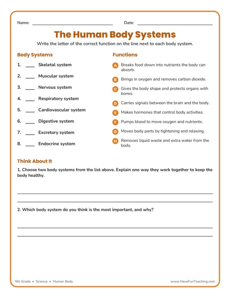 Human Body Systems Worksheet