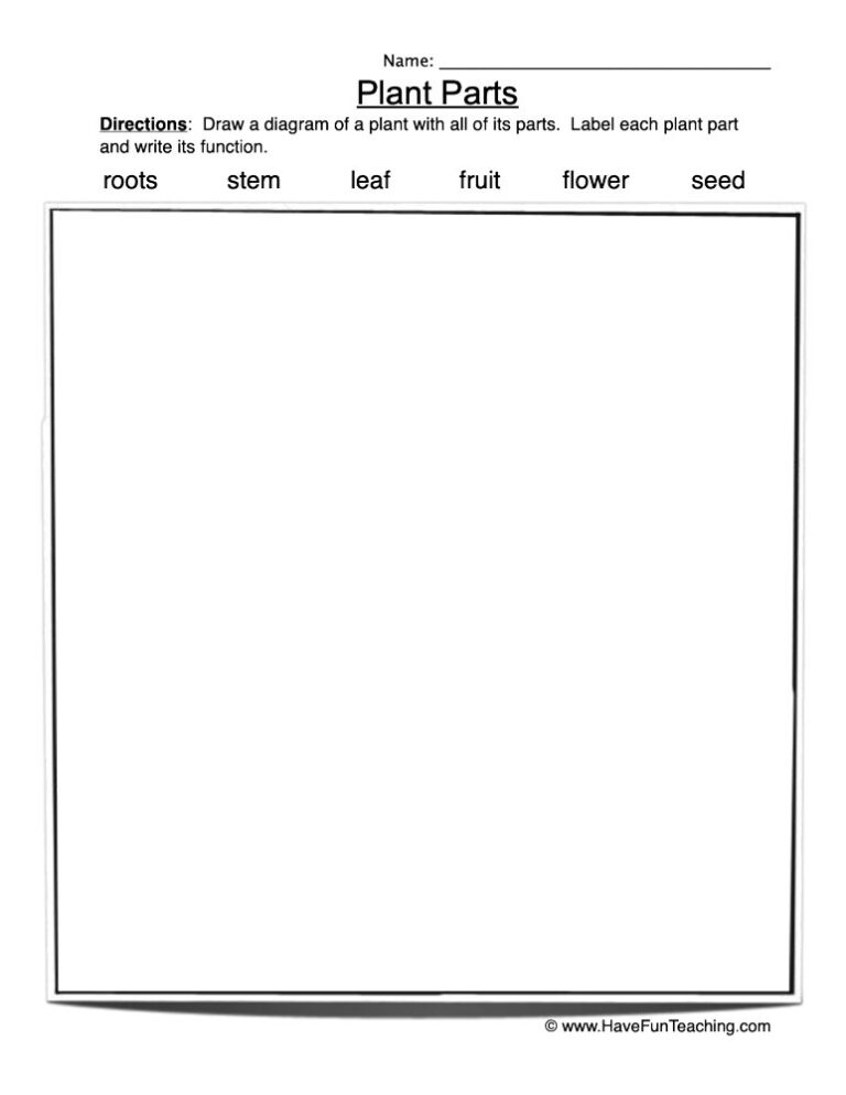 Plant Parts Drawing Worksheet