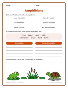 Amphibians Worksheet - Have Fun Teaching