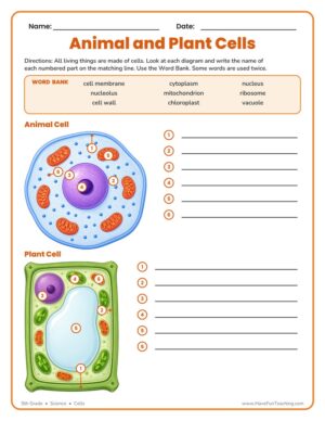Animal and Plant Cells Worksheet with labeled animal cell and plant cell diagrams
