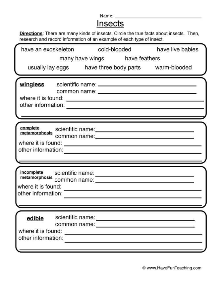 Insects Worksheet