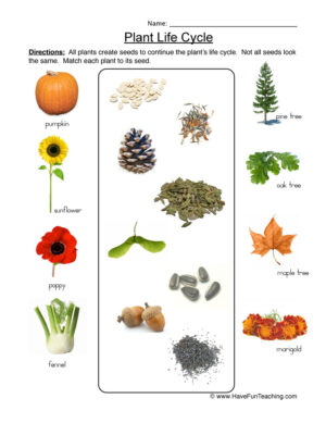 Life Cycle of Plants Matching Worksheet