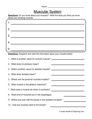 Muscular System Research Worksheet