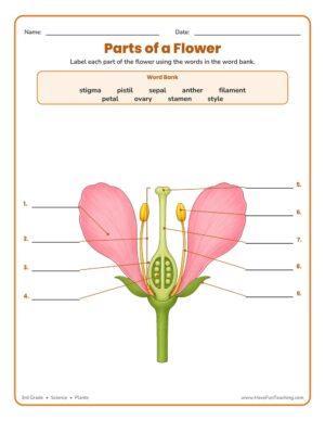 3rd grade parts of a flower science worksheet