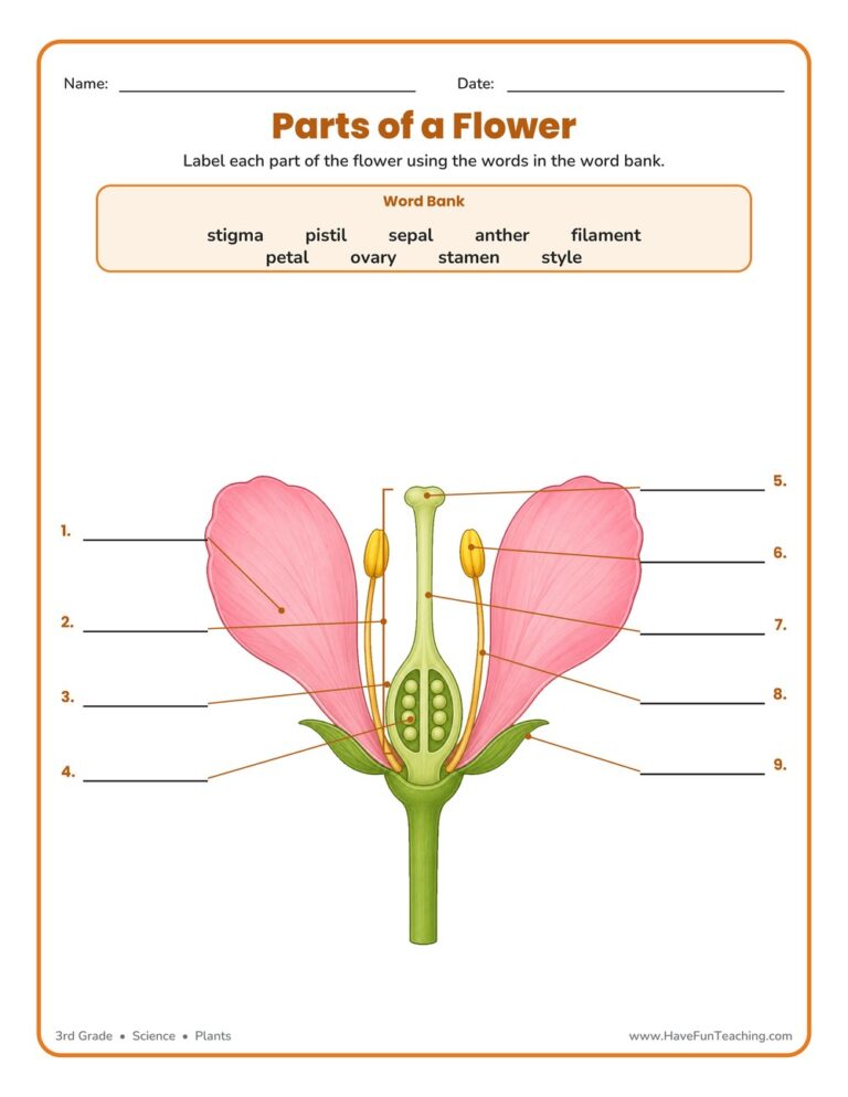 Flower Parts of a Plant Worksheet