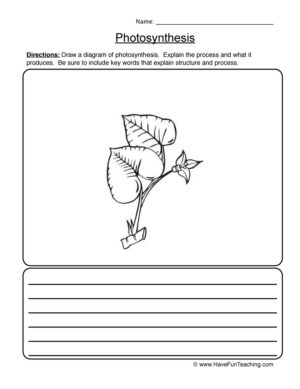 Photosynthesis Diagram Worksheet