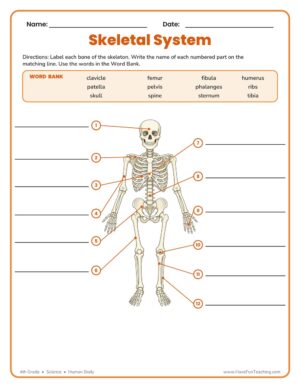 Label skeletal system worksheet with a human skeleton diagram and 12 numbered bones to label