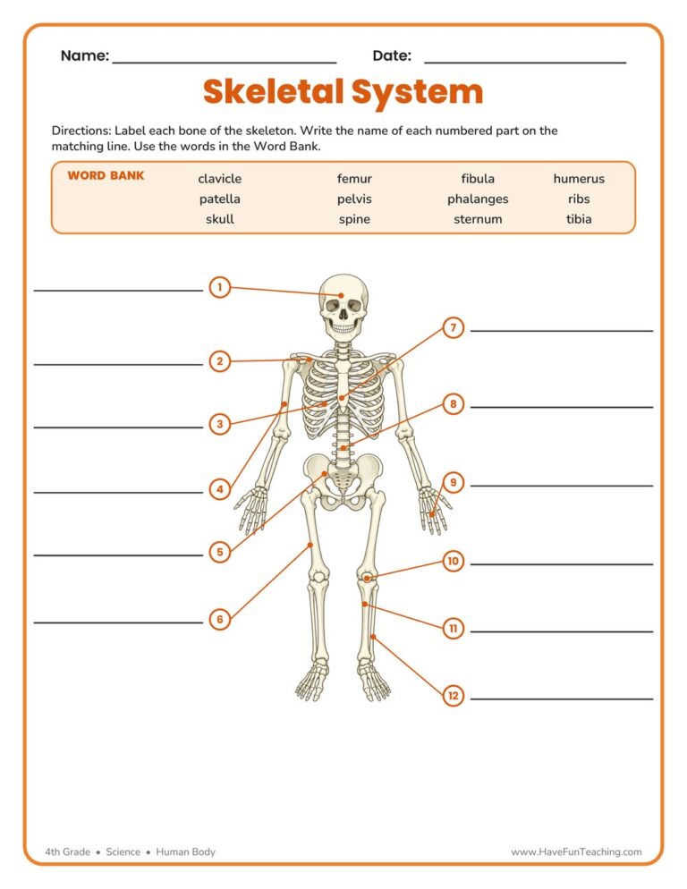 Label Skeletal System Worksheet