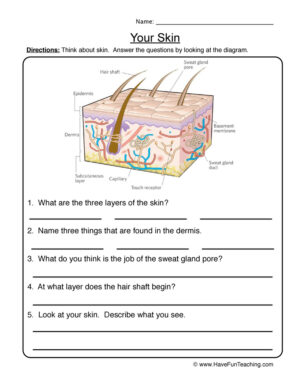 Skin Diagram Worksheet