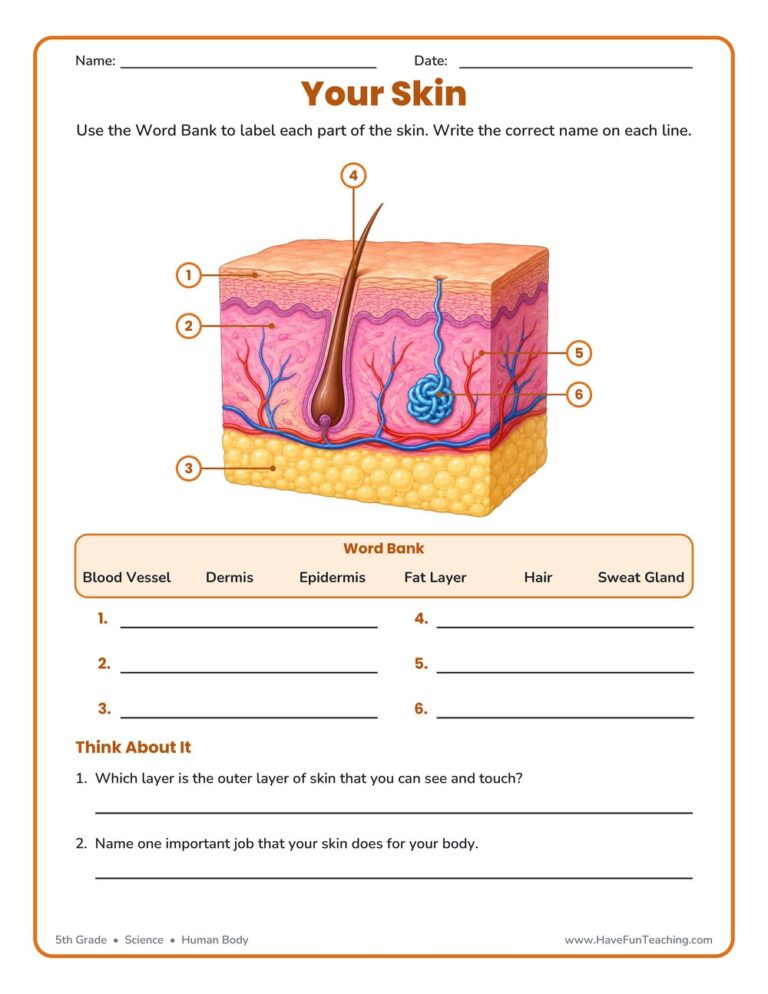Skin Diagram Worksheet