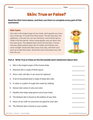 4th Grade skin true or false worksheet showing ten skin facts and a Skin Facts panel