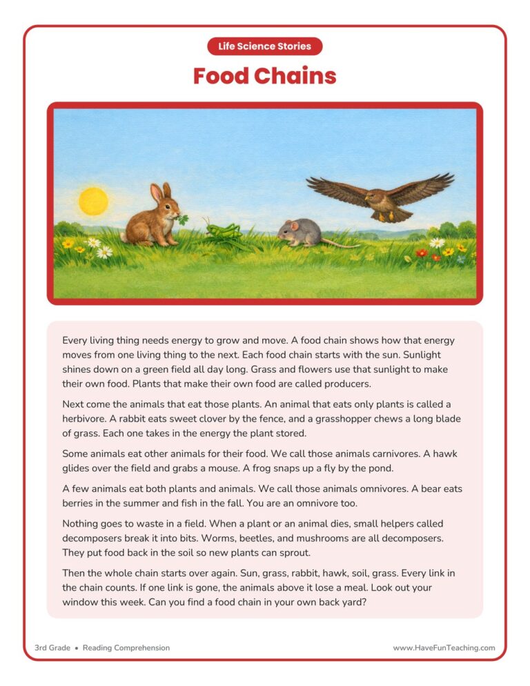 Food Chains Life Science Reading Comprehension Worksheet