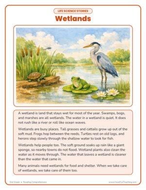 2nd Grade wetlands life science reading comprehension worksheet