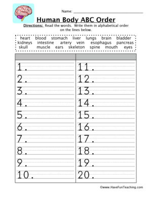 Human Body Alphabetical Order Worksheet